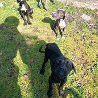 Cuccioli cane corso