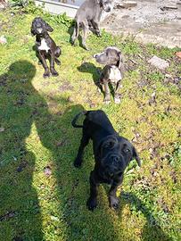 Cuccioli cane corso