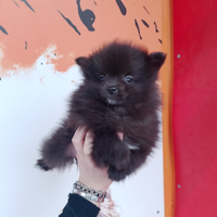 Spitz di Pomerania femminuccia