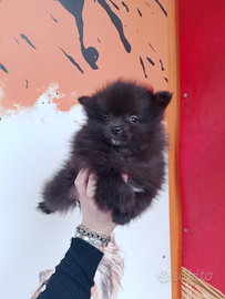 Spitz di Pomerania femminuccia