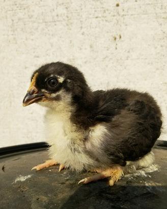 Pulcini e pulcinotti Marans