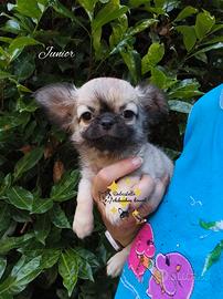 Chihuahua cuccioli con pedigree ENCI