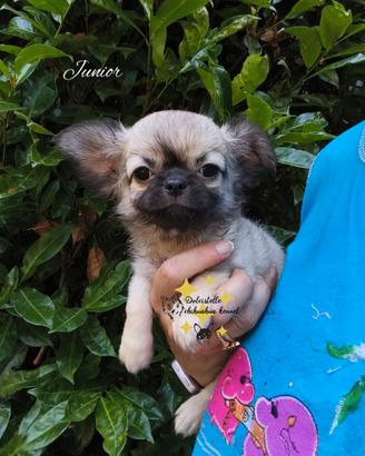 Chihuahua cuccioli con pedigree ENCI