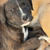 Cucciolo rottweiler e dogo argentino