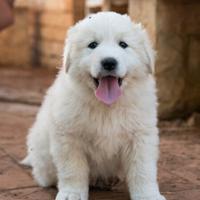 Cuccioli di pastore maremmano abruzzese