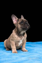 Cucciolo di bulldog francese maschio