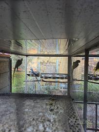 Pappagalli grandi Alessandrini