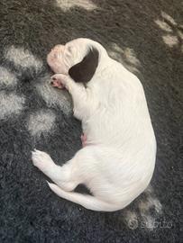Cuccioli Setter Inglese - Alta genealogia