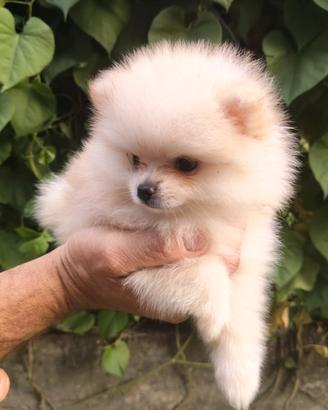 Cuccioli Spitz nano di Pomerania