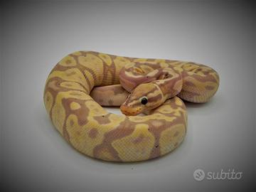 Pitone reale
