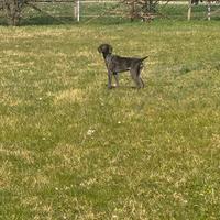 Cuccioloni bracchi tedeschi