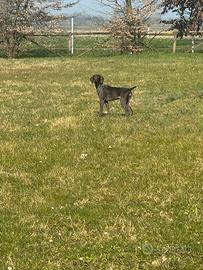 Cuccioloni bracchi tedeschi