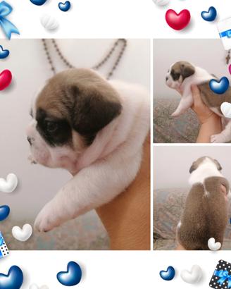 Cuccioli maschi di bulldog francese