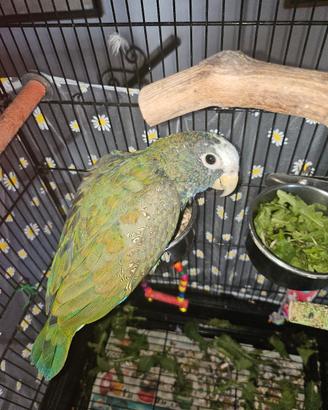 pullo pappagallo 