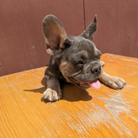 Bulldog francesi cuccioli