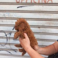 Cuccioli di barboncino