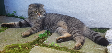 Accoppiamento scottish fold maschio