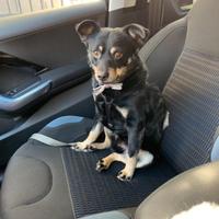 Cane maschio piccola taglia