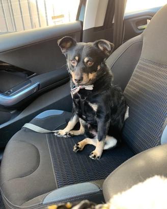 Cane maschio piccola taglia