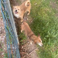 Coppia cani piccola taglia