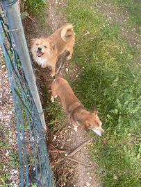 Casa per Coppia cagnolini