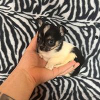 Chihuahua femmina bianco nera Toy