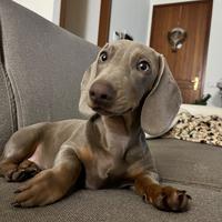 Ice - Bassotto maschio disponibile per monta