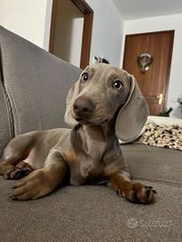 Ice - Bassotto maschio disponibile per monta