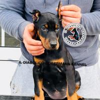 Dobermann femmine