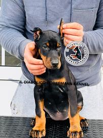 Dobermann femmine