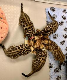 Cuccioli bengala pedigree ENFI