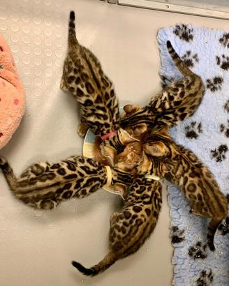 Cuccioli bengala pedigree ENFI