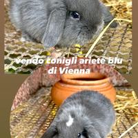 Coniglietti ariete blu di Vienna