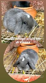 Coniglietti ariete blu di Vienna