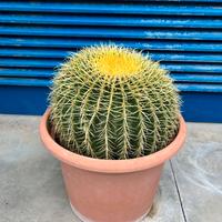 pianta grassa cuscino della suocera