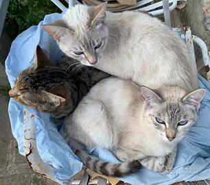 Gattine tigrate di 7 mesi