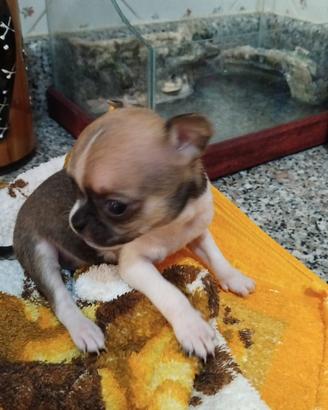 Chihuahua Toy