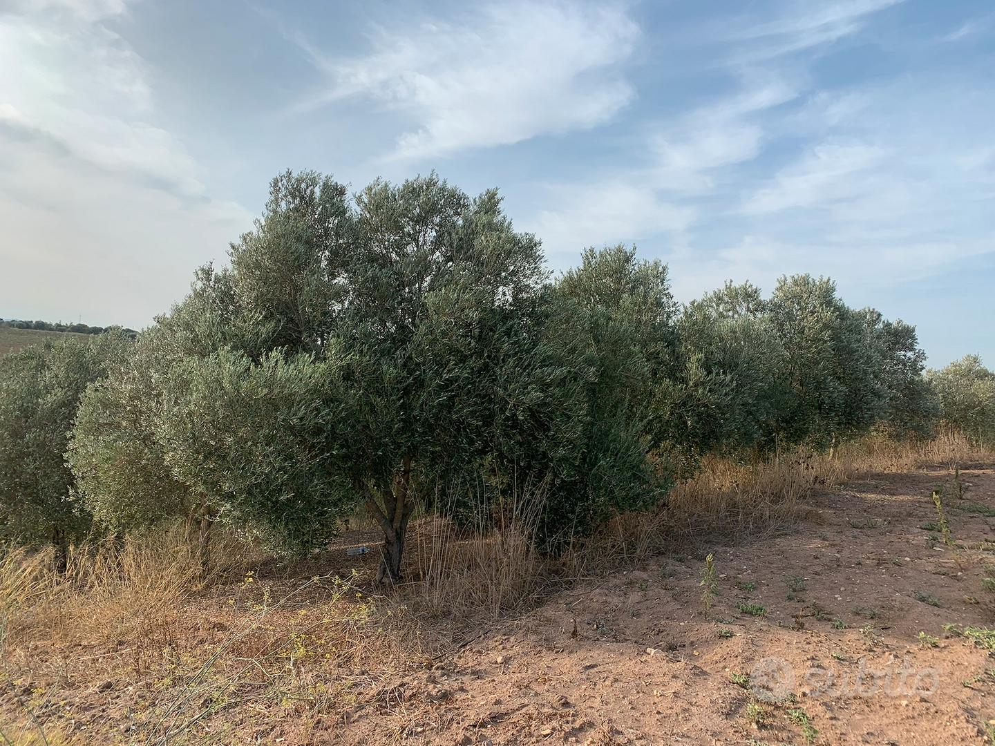 Olivetto ( leggi annuncio ) - Vista 4