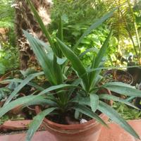 yucca 