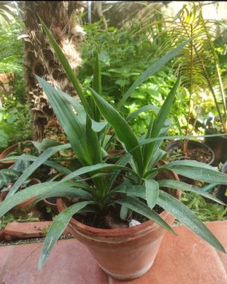 yucca 