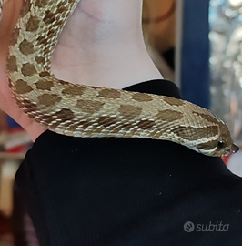 Coppia Heterodon Nasicus