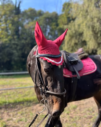 Cavalla di 9 anni