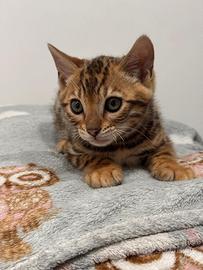 Cuccioli bengala