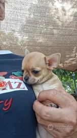 Chihuahua