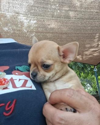 Chihuahua