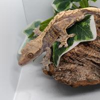 Disponibile esemplare di Ciliatus ID: GR