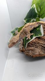 Disponibile esemplare di Ciliatus ID: GR