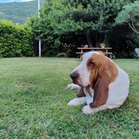 Basset hound per MONTA