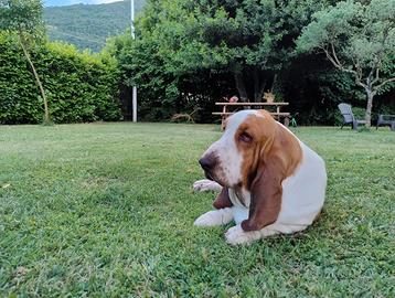 Basset hound per MONTA
