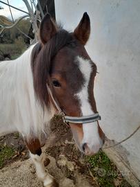 Cavallo super pony